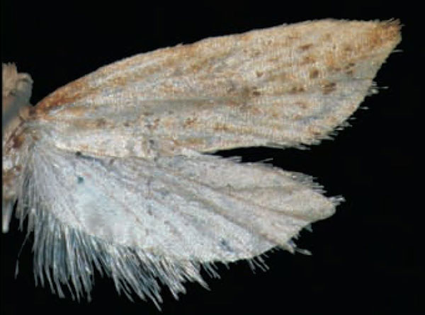 /filer/webapps/moths/media/images/X/xanthala_Plutographa_HT_Trematerra.jpg