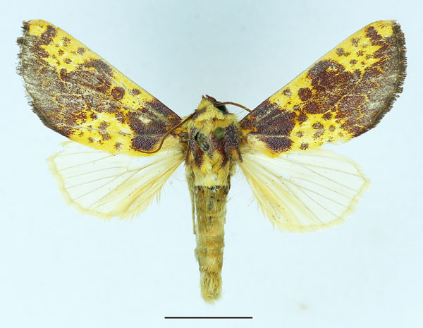 /filer/webapps/moths/media/images/X/xantherythra_Copifrontia_AF_Basquin.jpg
