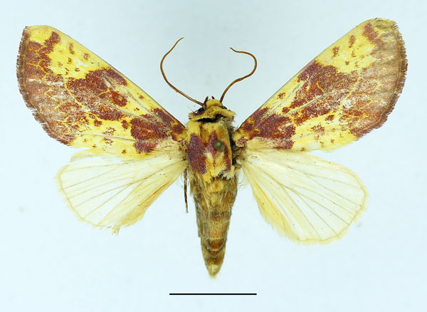 /filer/webapps/moths/media/images/X/xantherythra_Copifrontia_AM_Basquin.jpg