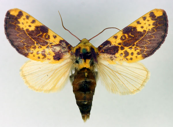 /filer/webapps/moths/media/images/X/xantherythra_Copifrontia_A_Aulombard.jpg