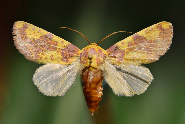 /filer/webapps/moths/media/images/X/xantherythra_Copifrontia_A_Butler.jpg