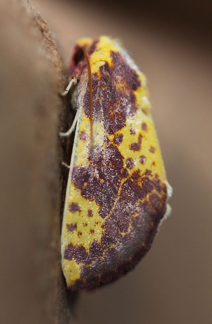/filer/webapps/moths/media/images/X/xantherythra_Copifrontia_A_Voaden_01.jpg