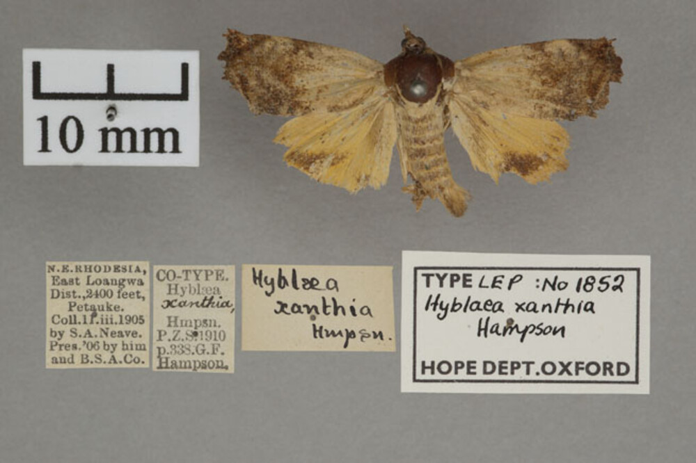 /filer/webapps/moths/media/images/X/xanthia_Hyblaea_PTM_OUMNHa_01.jpg