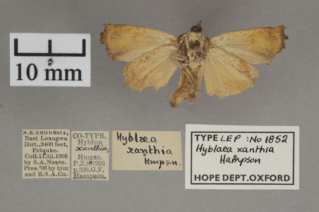 /filer/webapps/moths/media/images/X/xanthia_Hyblaea_PTM_OUMNHb_01.jpg