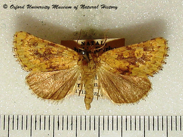 /filer/webapps/moths/media/images/X/xanthia_Ochrocalama_A_OUMNH_01.jpg