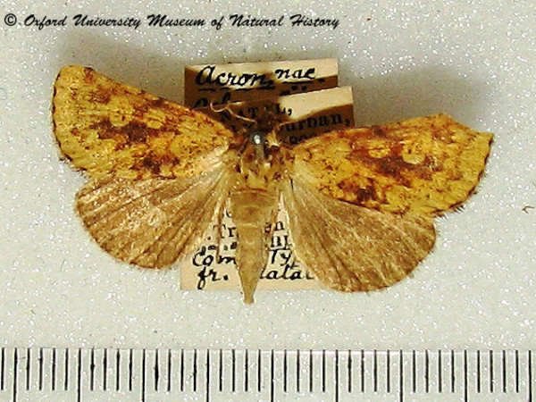 /filer/webapps/moths/media/images/X/xanthia_Ochrocalama_A_OUMNH_02.jpg