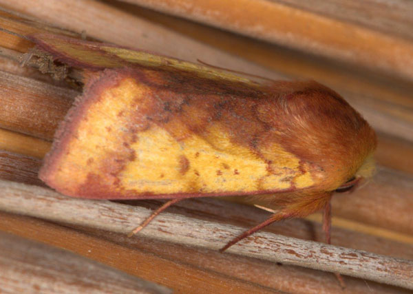 /filer/webapps/moths/media/images/X/xanthiata_Heliothis_AM_Heyns_02.jpg
