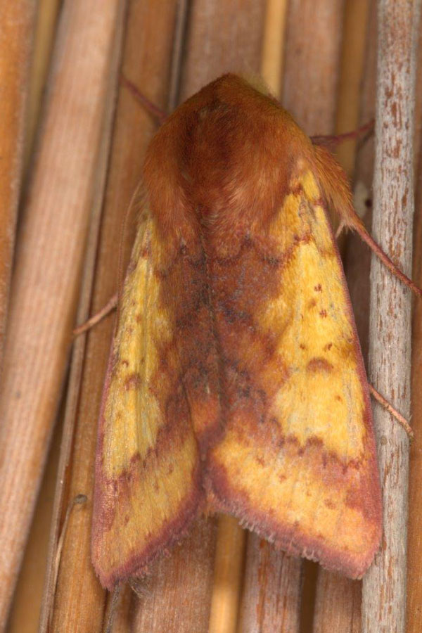 /filer/webapps/moths/media/images/X/xanthiata_Heliothis_AM_Heyns_03.jpg