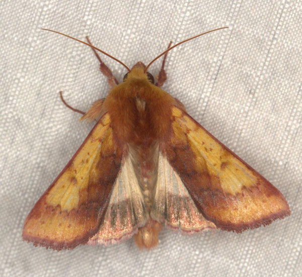 /filer/webapps/moths/media/images/X/xanthiata_Heliothis_AM_Heyns_04.jpg