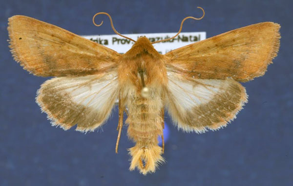 /filer/webapps/moths/media/images/X/xanthiata_Heliothis_AM_Schellhorn.jpg