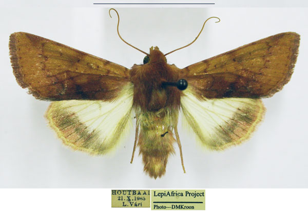 /filer/webapps/moths/media/images/X/xanthiata_Heliothis_AM_TMSA.jpg