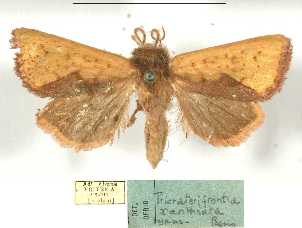 /filer/webapps/moths/media/images/X/xanthiata_Tricraterifrontia_HT_MSNM.jpg