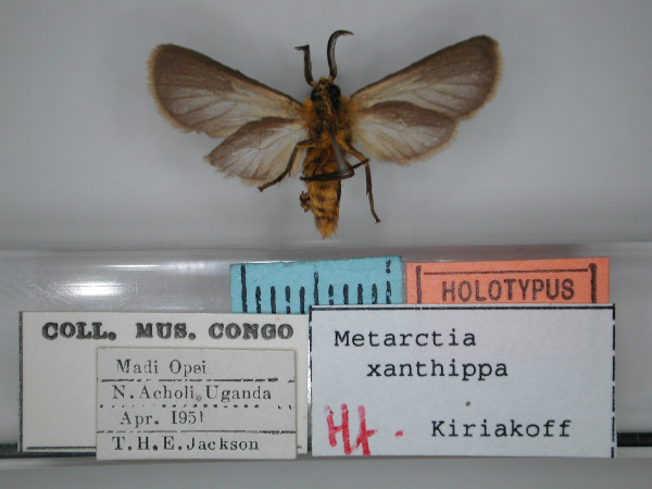 /filer/webapps/moths/media/images/X/xanthippa_Metarctia_HT_RMCA_02.jpg