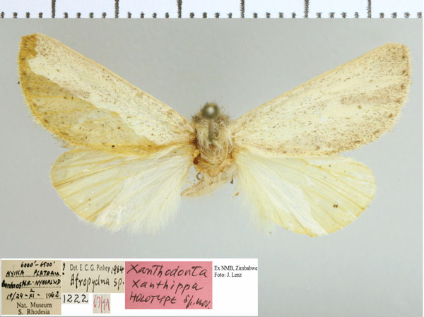 /filer/webapps/moths/media/images/X/xanthippa_Xanthodonta_HT_NMB.jpg