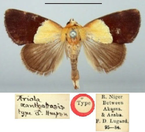 /filer/webapps/moths/media/images/X/xanthobasis_Ariola_HT_BMNH.jpg