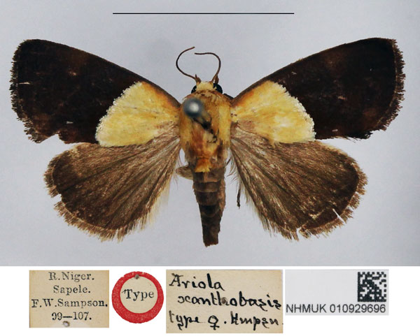 /filer/webapps/moths/media/images/X/xanthobasis_Ariola_PTF_NHMUK.jpg