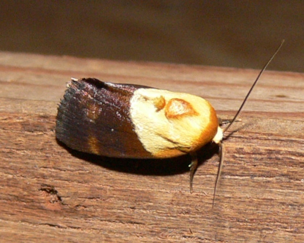 /filer/webapps/moths/media/images/X/xanthobasis_Neonegeta_A_Goff_02.jpg