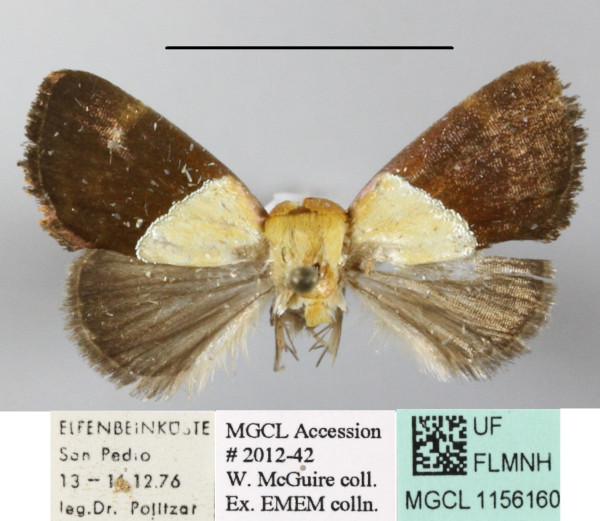 /filer/webapps/moths/media/images/X/xanthobasis_Neonegeta_A_MGCLa_01.jpg
