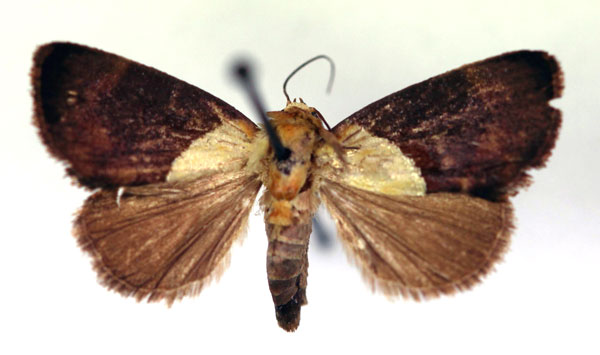 /filer/webapps/moths/media/images/X/xanthobasis_Neonegeta_A_RMCA.jpg