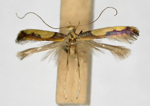 /filer/webapps/moths/media/images/X/xanthocephala_Caloptilia_AT_TMSA5606.jpg