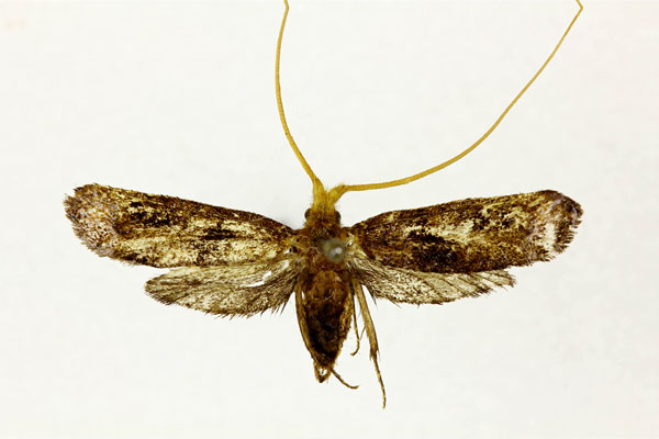 /filer/webapps/moths/media/images/X/xanthoceros_Adela_HT_RMCA.jpg