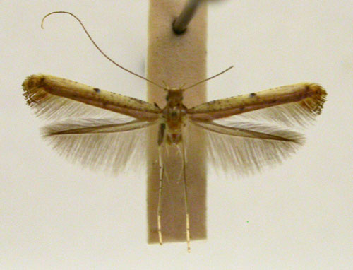 /filer/webapps/moths/media/images/X/xanthochiria_Caloptilia_PT_TMSA5636.jpg