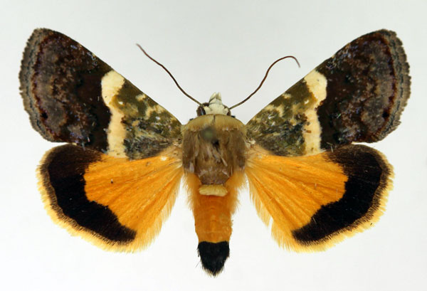 /filer/webapps/moths/media/images/X/xanthochromata_Acontia_AM_Aulombard.jpg