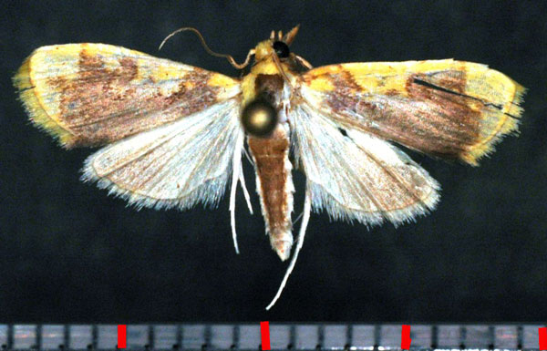 /filer/webapps/moths/media/images/X/xanthocraspia_Sameodesma_AM_Poltavsky.jpg