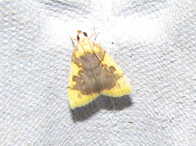 /filer/webapps/moths/media/images/X/xanthocraspia_Sameodesma_A_Goff.jpg