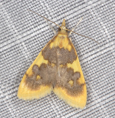 /filer/webapps/moths/media/images/X/xanthocraspia_Sameodesma_A_Heyns_01.jpg