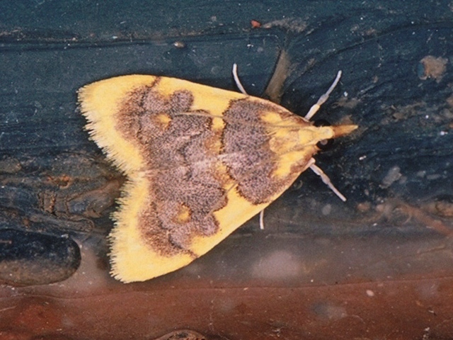 /filer/webapps/moths/media/images/X/xanthocraspia_Sameodesma_A_Roland.jpg
