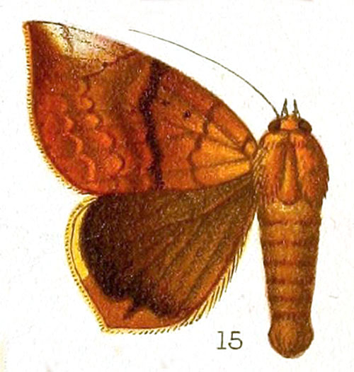 /filer/webapps/moths/media/images/X/xanthodera_Achaea_HT_Hampson_218-15.jpg