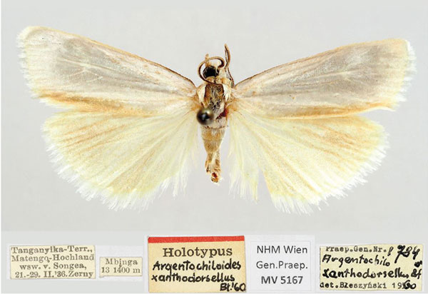 /filer/webapps/moths/media/images/X/xanthodorsellus_Argentochiloides_HT_NHMW.jpg