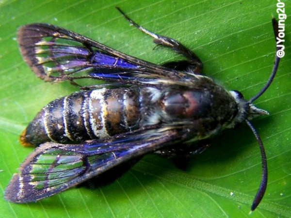 /filer/webapps/moths/media/images/X/xanthogaster_Felderiola_A_Young.jpg