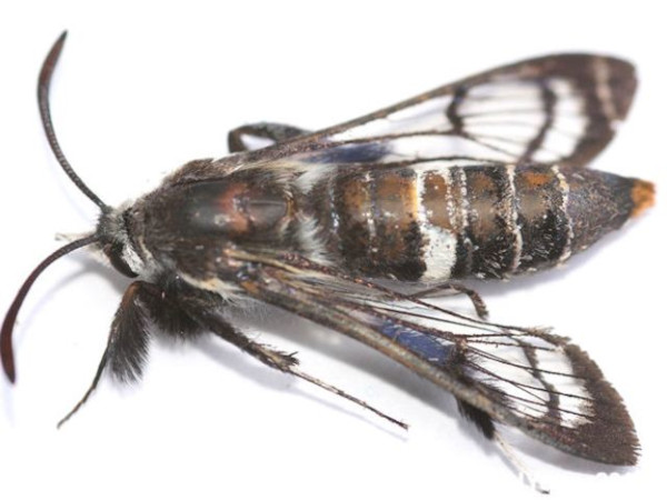 /filer/webapps/moths/media/images/X/xanthogaster_Felderiola_A_Young_02.jpg