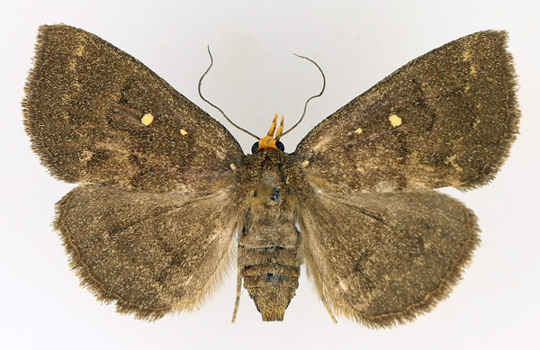 /filer/webapps/moths/media/images/X/xanthognatha_Calesia_AF_TMSA_01.jpg