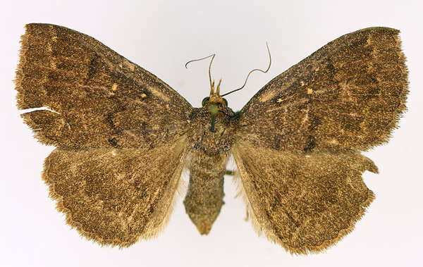 /filer/webapps/moths/media/images/X/xanthognatha_Calesia_AF_TMSA_02.jpg