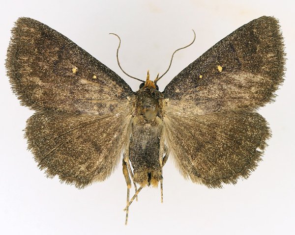 /filer/webapps/moths/media/images/X/xanthognatha_Calesia_AM_TMSA_01.jpg