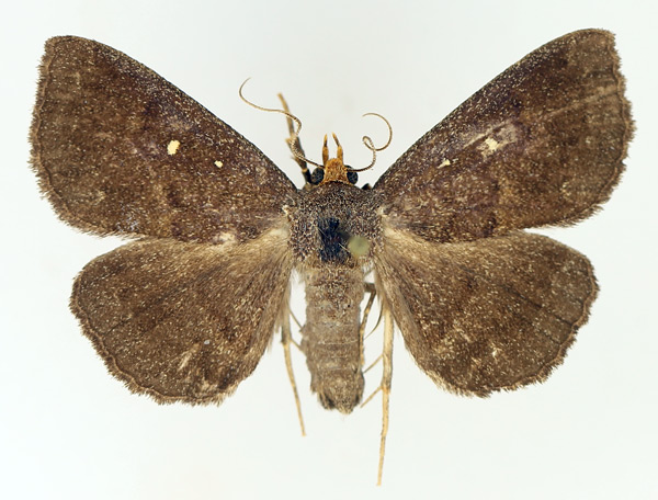 /filer/webapps/moths/media/images/X/xanthognatha_Calesia_AM_TMSA_02.jpg