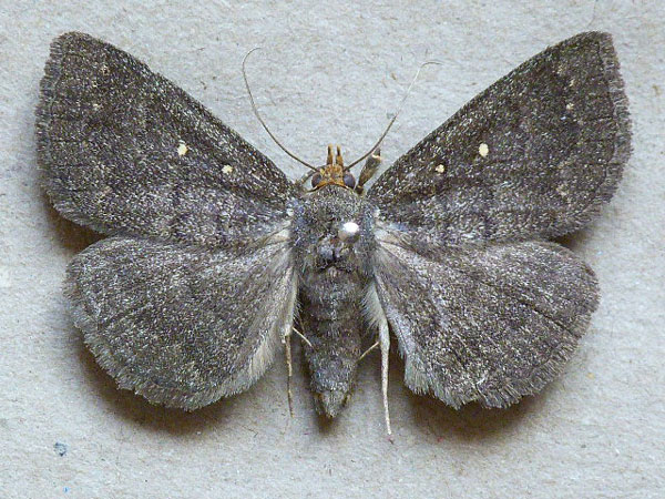 /filer/webapps/moths/media/images/X/xanthognatha_Calesia_A_Butler.jpg