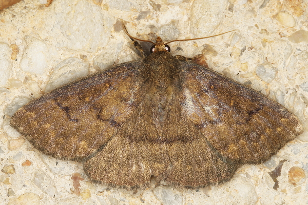 /filer/webapps/moths/media/images/X/xanthognatha_Calesia_A_Heyns_01.JPG