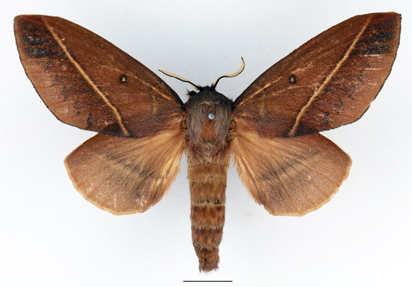 /filer/webapps/moths/media/images/X/xanthogramma_Phoenicladocera_AF_Basquin_01.jpg