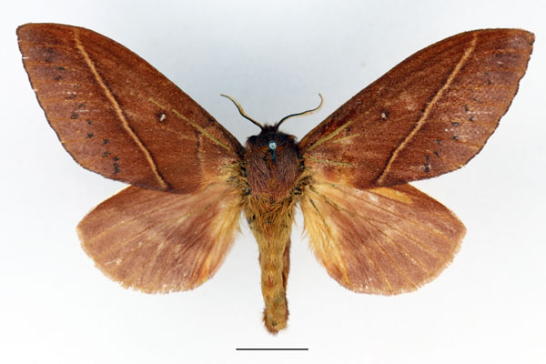 /filer/webapps/moths/media/images/X/xanthogramma_Phoenicladocera_AF_Basquin_02.jpg