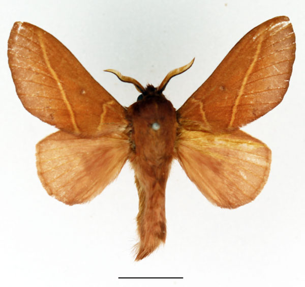 /filer/webapps/moths/media/images/X/xanthogramma_Phoenicladocera_AM_Basquin_02.jpg