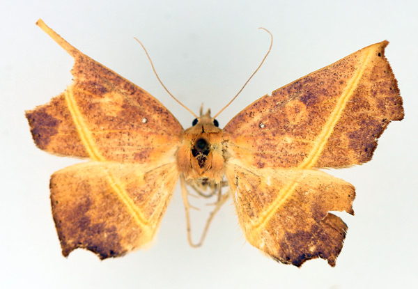 /filer/webapps/moths/media/images/X/xanthographa_Episparis_AF_TMSA_01.jpg