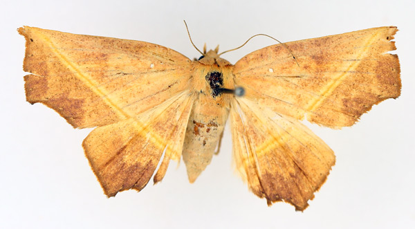 /filer/webapps/moths/media/images/X/xanthographa_Episparis_AF_TMSA_02.jpg