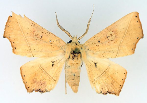 /filer/webapps/moths/media/images/X/xanthographa_Episparis_AM_TMSA_01.jpg