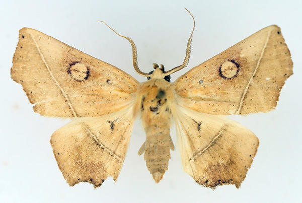/filer/webapps/moths/media/images/X/xanthographa_Episparis_AM_TMSA_02.jpg