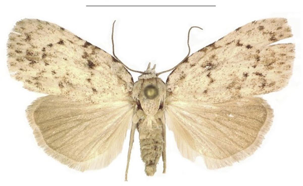 /filer/webapps/moths/media/images/X/xantholeuca_Ezishnola_AF_ANHRT_01.jpg