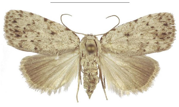 /filer/webapps/moths/media/images/X/xantholeuca_Ezishnola_AF_ANHRT_02.jpg